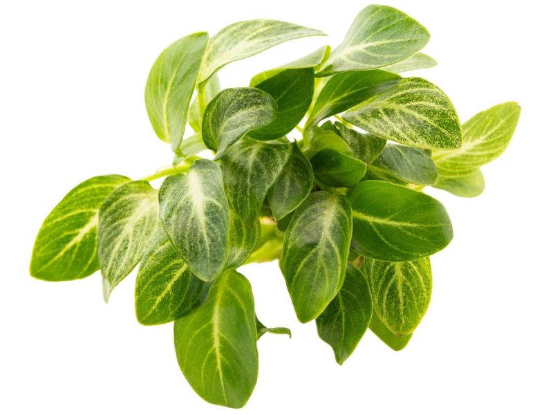 Anubias nana 'Stardust' - geadertes Zwerg-Speerblatt